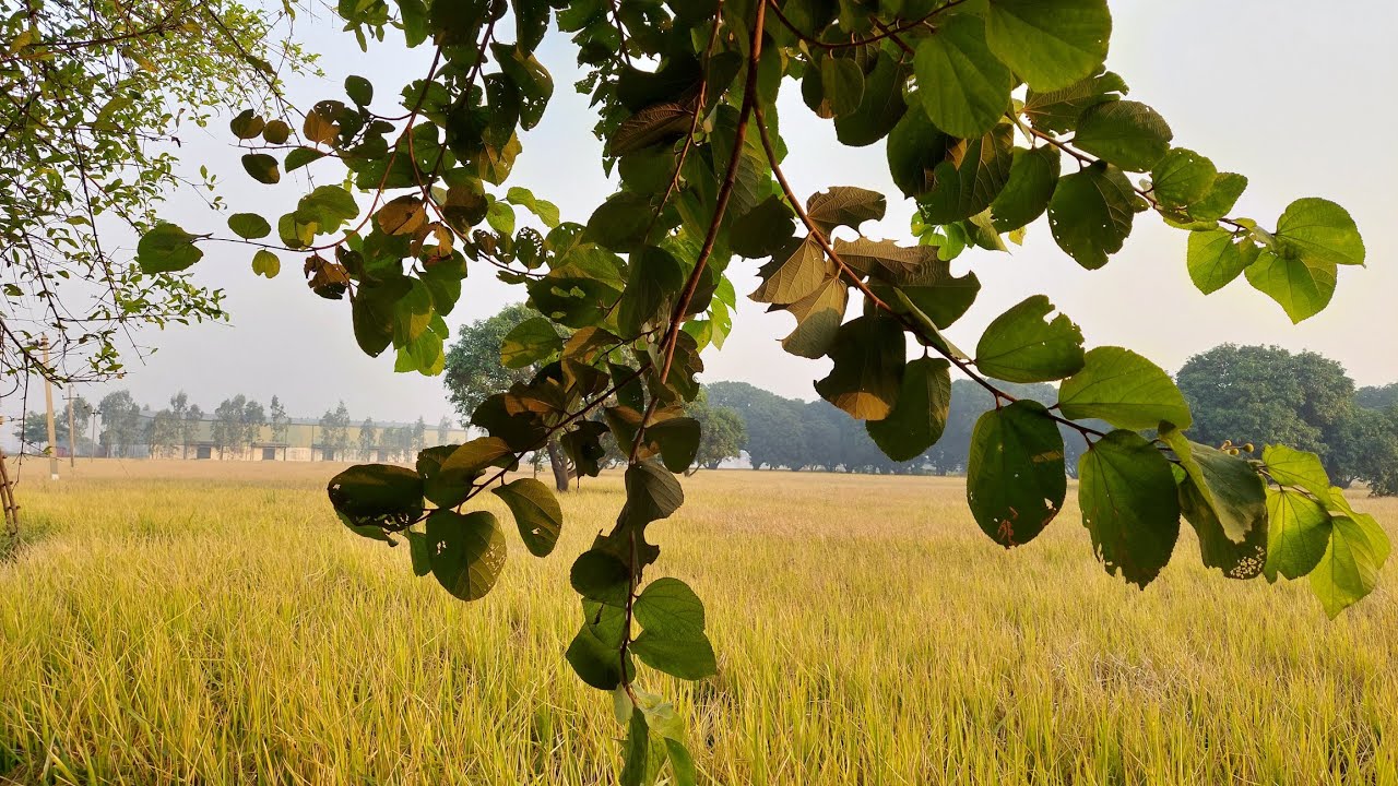 Paddy Harvesting by using Straw Management System (SMS)