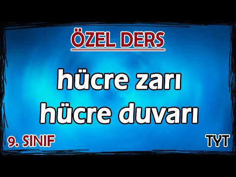 Video: Hangi organizmalar hücre duvarlarında peptidoglikan içerir?