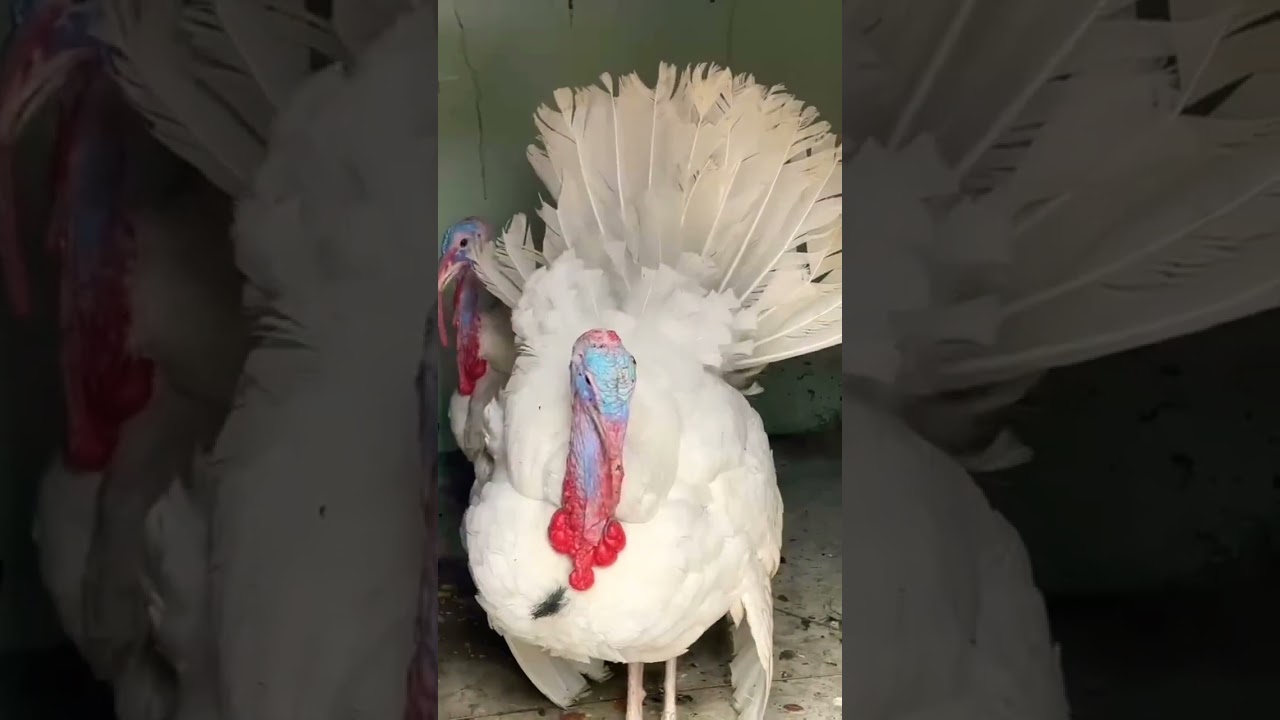 Paper White Turkey🦃Big Heavy Size Murgi & Murgi breeding pair show quality 