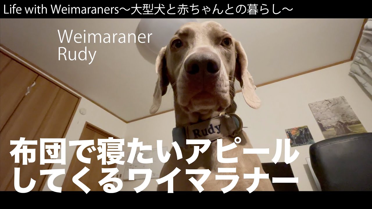 めっちゃ布団に入るアピールをしてくる大型犬 Youtube