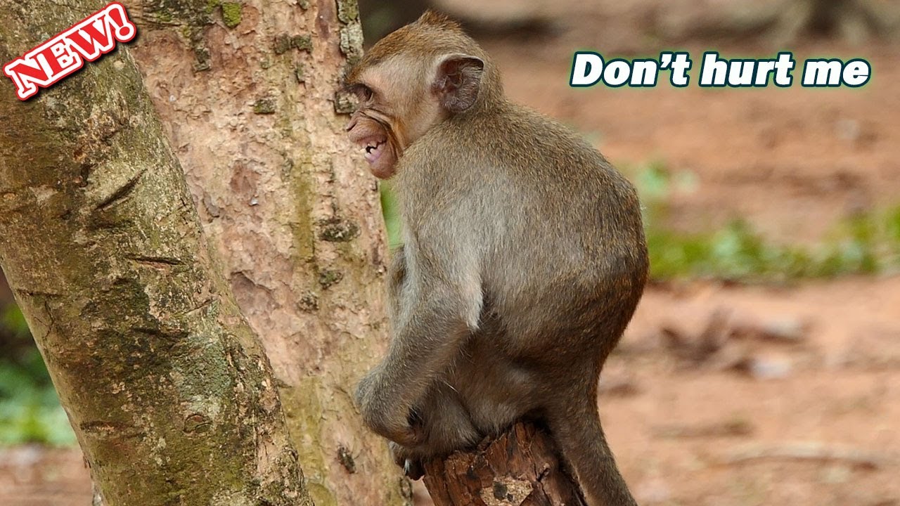 Sister I'm lonely & cold scare since lost you! Pity Janna finding food alone by temper scare attack