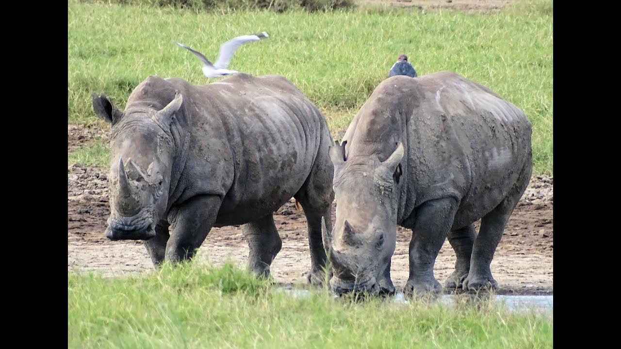Safari at Lake Nakuru in Kenya 2018 - YouTube