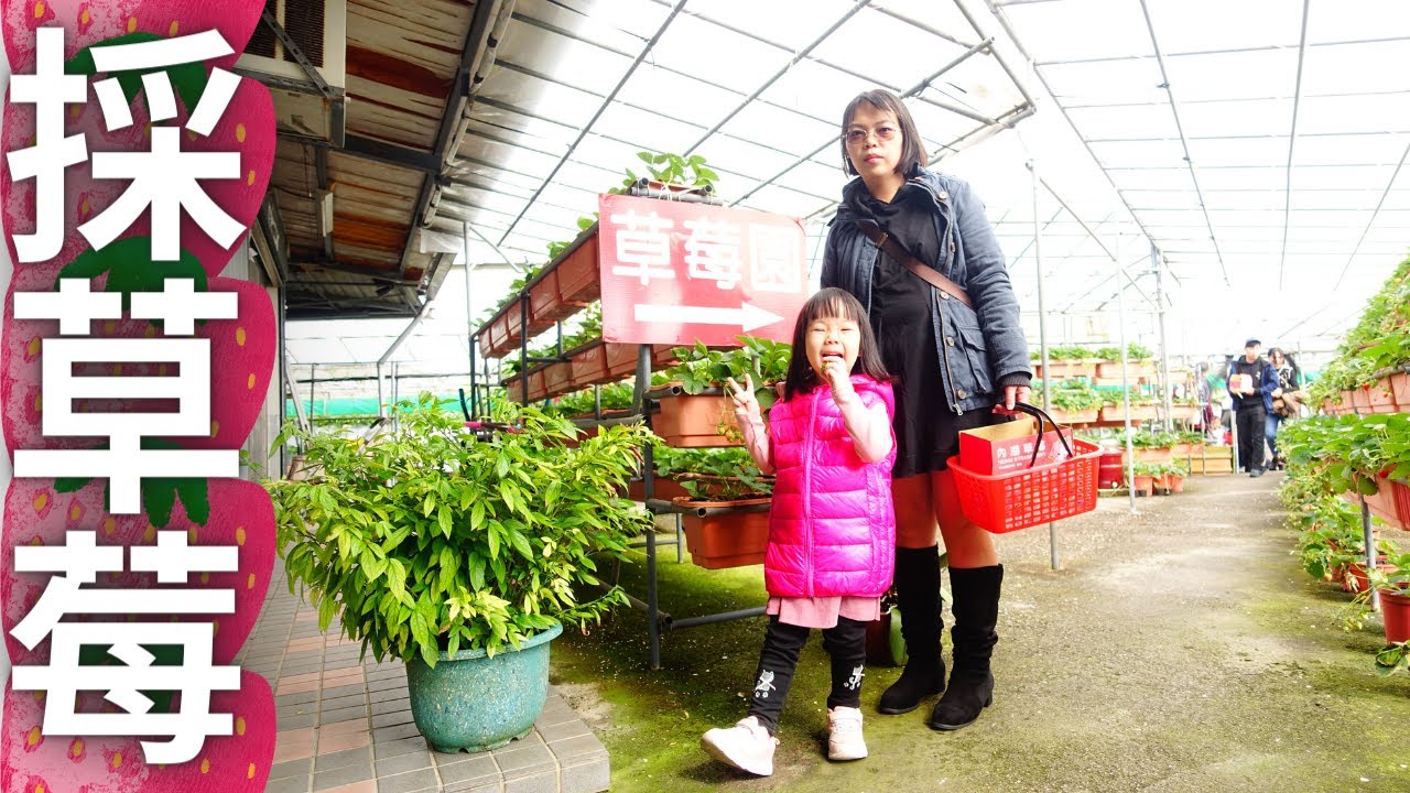 【旅遊咖啡#66】山櫻草莓園採草莓|台北市內湖 4k video