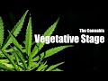 What to do during the cannabis vegetative stage