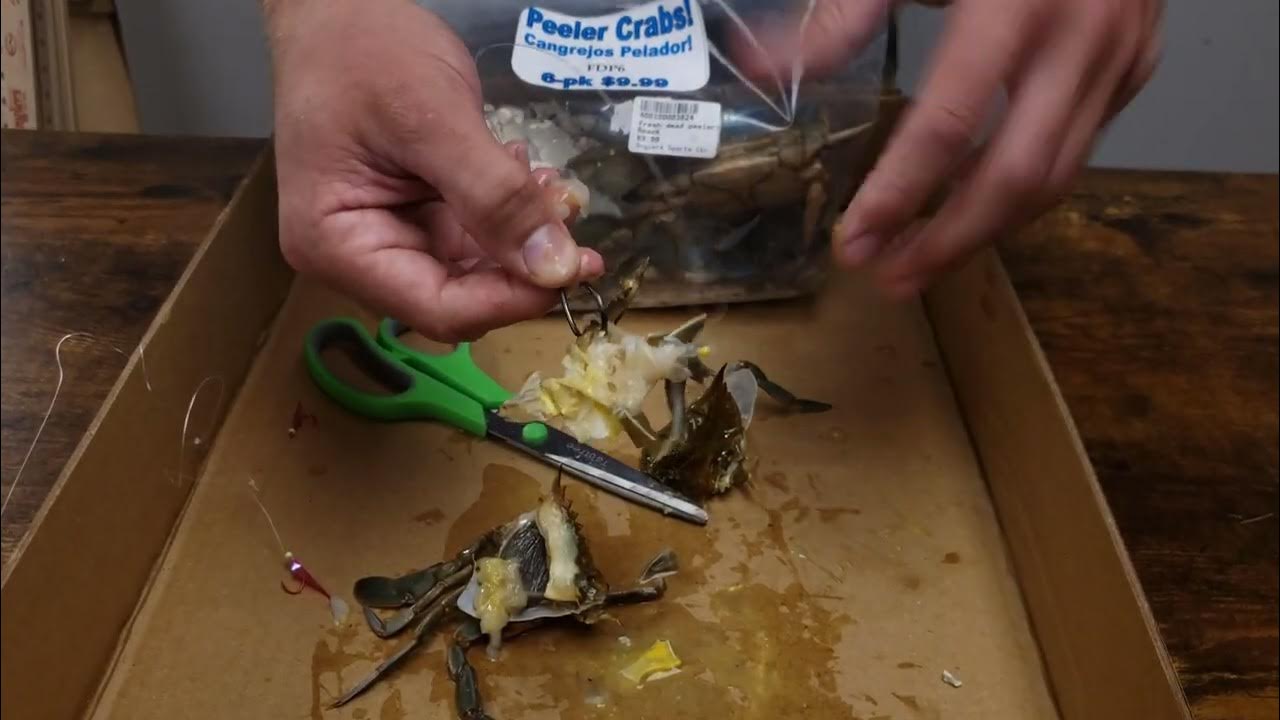 How To Rig with Peeler Crabs! YouTube