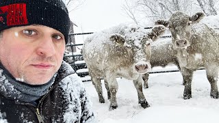 New Animals: White Cows Finally Join Our Farm! by Gold Shaw Farm 120,246 views 3 months ago 17 minutes