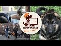 Online puppycursus week 1 deel 1