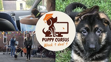 Online puppycursus week 1 deel 1
