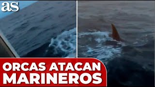 DOS MARINEROS en CANABRIA son ATACADOS por ORCAS: la ESCENA es ATERRADORA
