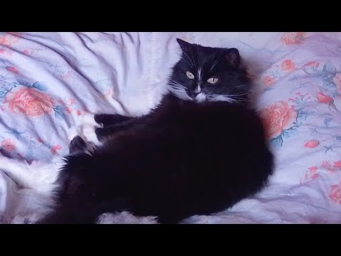 Фитопаста AnimAll VetLine для выведения шерсти для котов 100 г (4820150206642)