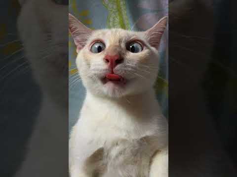 doctors kehte hai 🤔🤔 #cat #tweettweet #catvideos by cat_memes-PKM