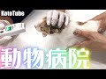 子猫を保護8日目、クシャミと鼻水がまだ出るので動物病院に連れて行きました。