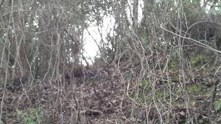 ココ掘れワンワン① screenshot 5