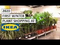 2020 First Winter Plant Shopping at IKEA! They Still Have So Many Plants 😍