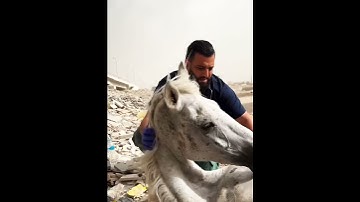 تلاوة خاشعة للشيخ إبراهيم أحمد لطفي أفضل صوت في العالم ❤