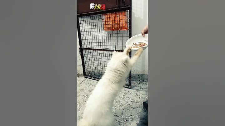 Watch the video about Kya kar diya meri billi ne 😔 #shorts #shortsfeed #trandingshorts #cat @MSA.official