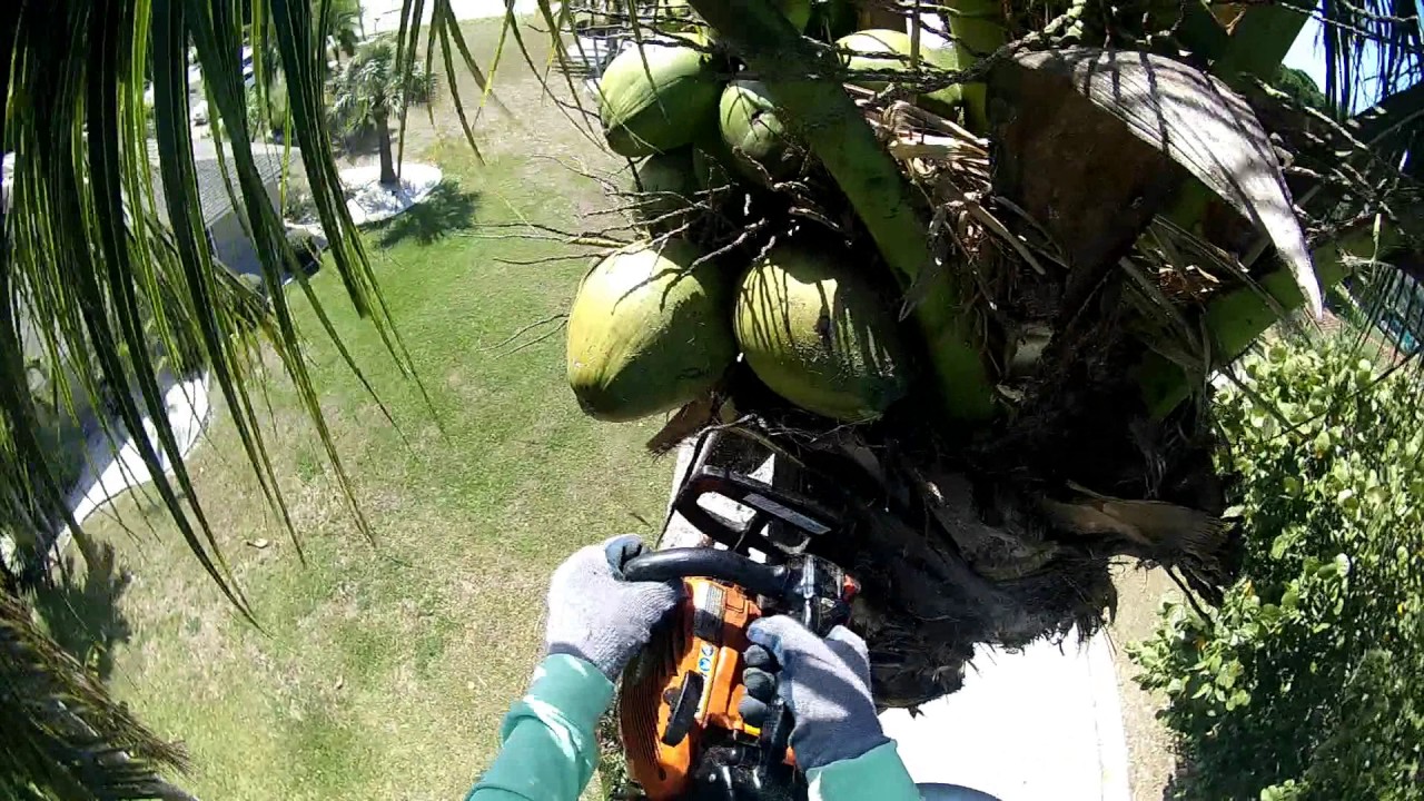trimming coconut palms YouTube
