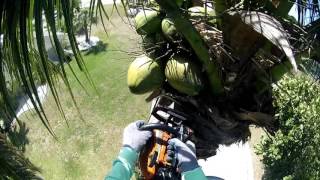 trimming coconut palms