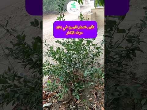 كيفيه تقليم اشجار الليمون حديثه الانتاج اشجار سماد  نباتات زراعه