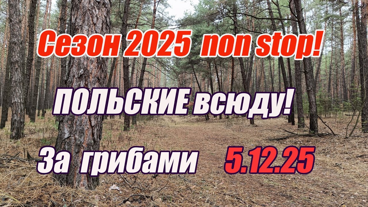 Грибы декабря. Сезон 2025  non stop! Польские всюду!  За грибами 5.12.25