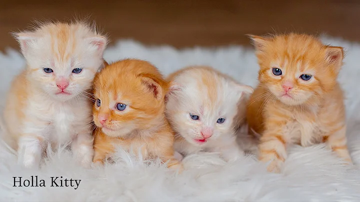 Video 10997121: cat meow cute, kitty entertainment, adorable kitten, cat playing