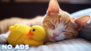 12 Hours Sleep Music for Cats  Calming Music for Cats No Ads ♬ Sleep Music for Anxious Cats