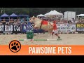 No Bull, That Cow Can Jump! | Pawsome Pets