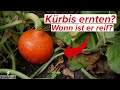 Kürbis ernten - Wann ist der Kürbis reif?