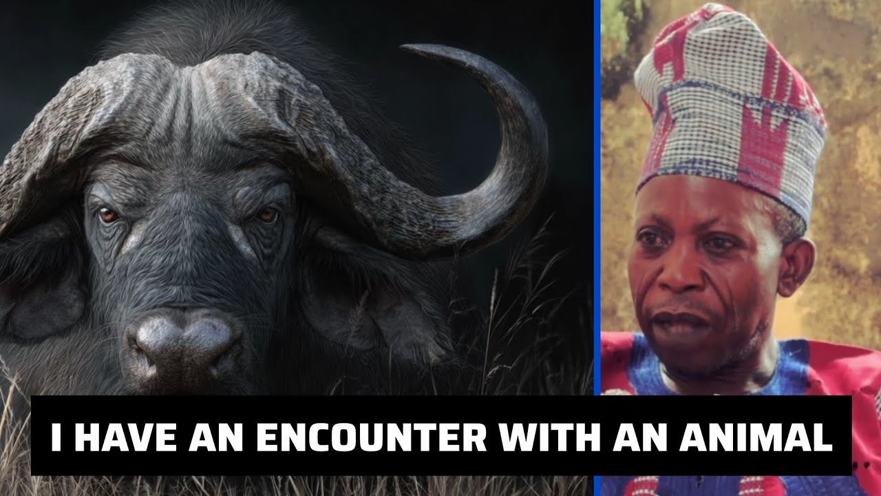 @BABA ONDO VILLAGE-:THE CHRONICLES HOW OGBOJU ODE WAS ATTACKED BY BUFFALO IN THE BUSH....