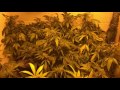 Growing cannabis: New strains for 2016.  Ep 16