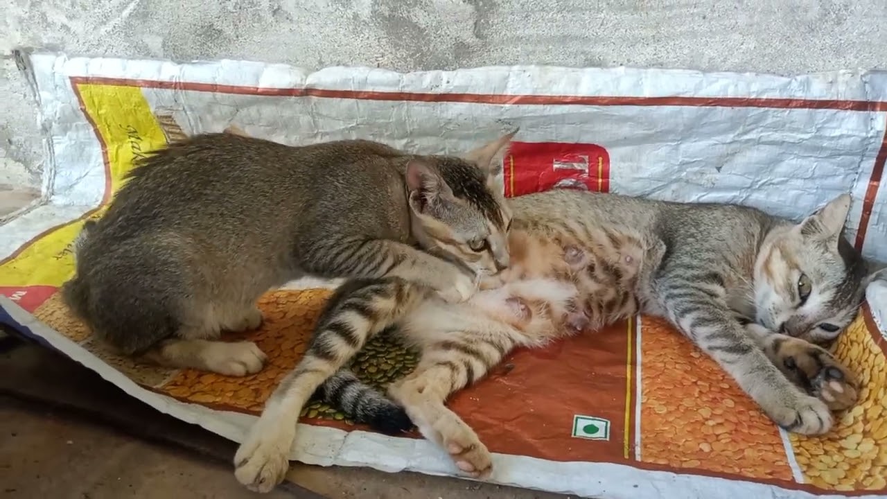 Cats breast milk //// YouTube