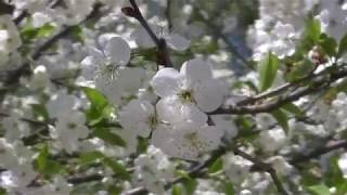 Footage ФУТАЖ 39 (ВИШНЯ В ЦВЕТУ. ШМЕЛЬ) (Cherry Tree Flowers Blossoms)