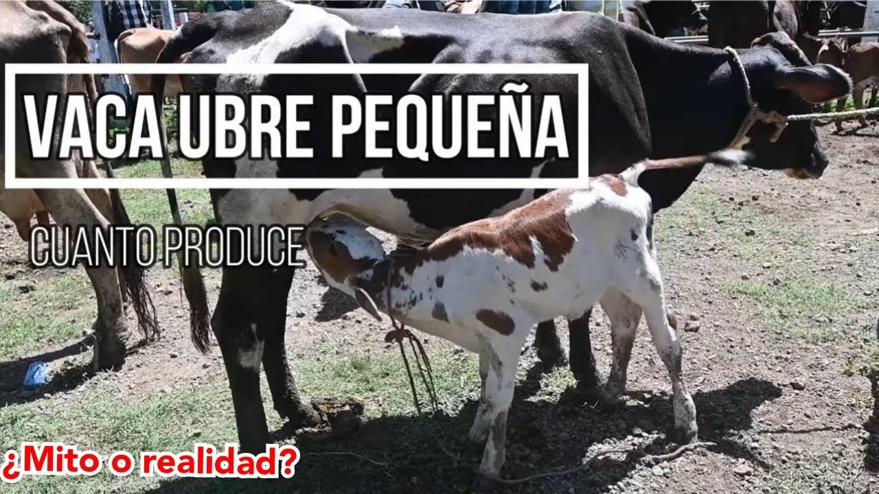 ¿Cuanta leche produce una vaca de ubre pequeña? BrownSwiss con Holstein-El Salvador en el campo