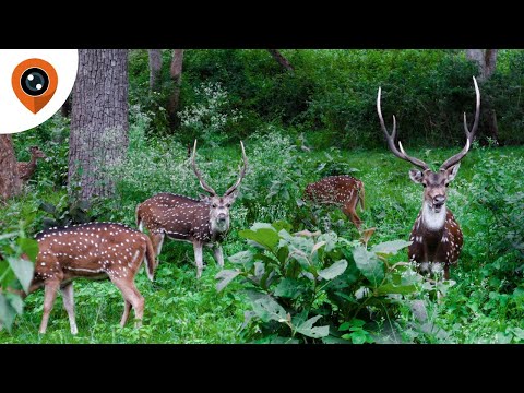 Mudumalai Tiger Reserve | A Ride from Ooty to Mudumalai