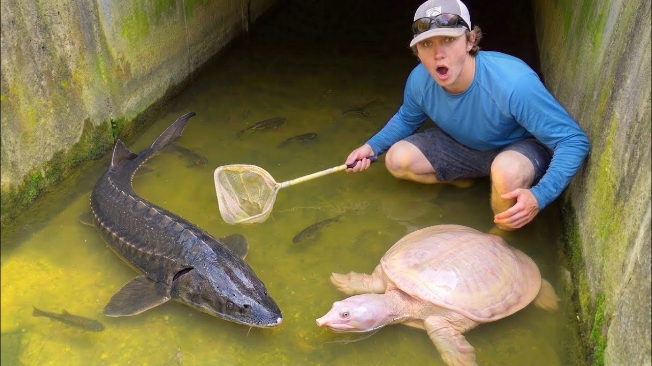 Lov DIVOKÝCH akvarijních ryb síťkou v zaplaveném přelivu!