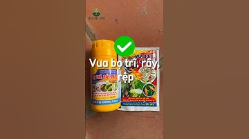 Vua rầy, rệp, bọ trĩ #thuocbaovethucvat #toannhanong #thuoctrusau
