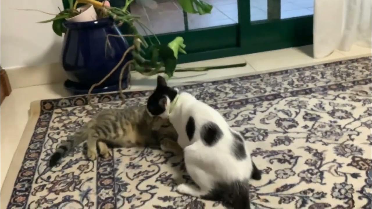 My cat likes my carpet!! 2 YouTube