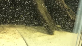White Worms In Your Aquarium? Everything You Need to Know About Detritus Worms | DIY Reptiles