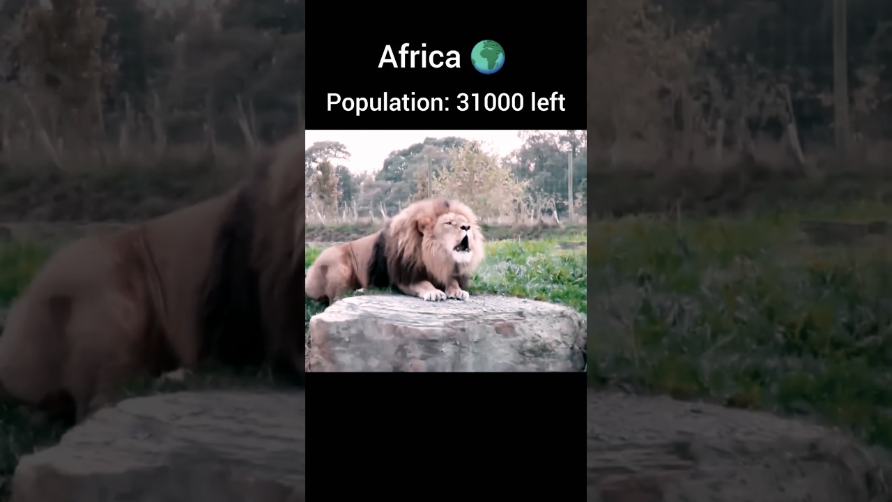 lion🦁 population in different countries(part2)🇨🇦🇬🇧🇫🇷🇧🇷🌍 | #lion #tiger #trending #shorts #viral