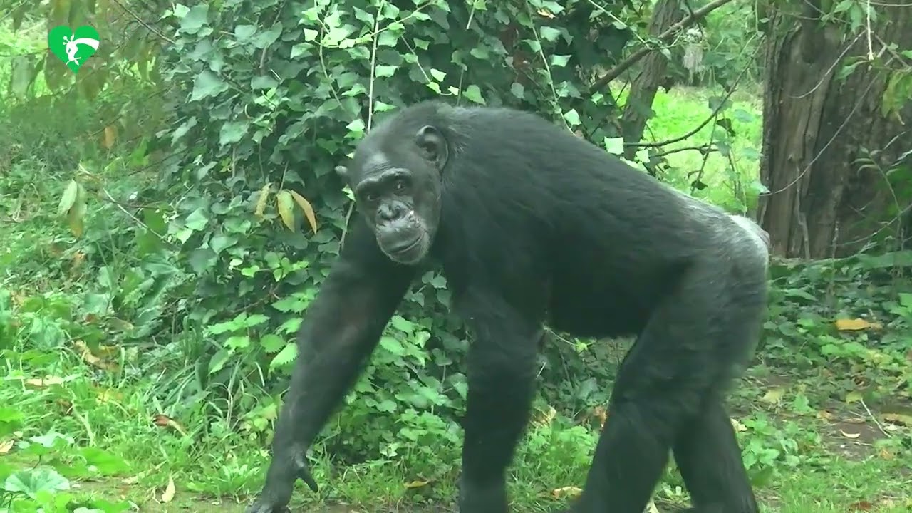 Vita da scimpanzé al Bioparco!