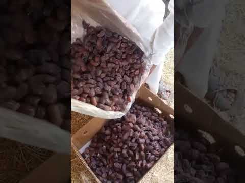 تمر الخضري السعودية