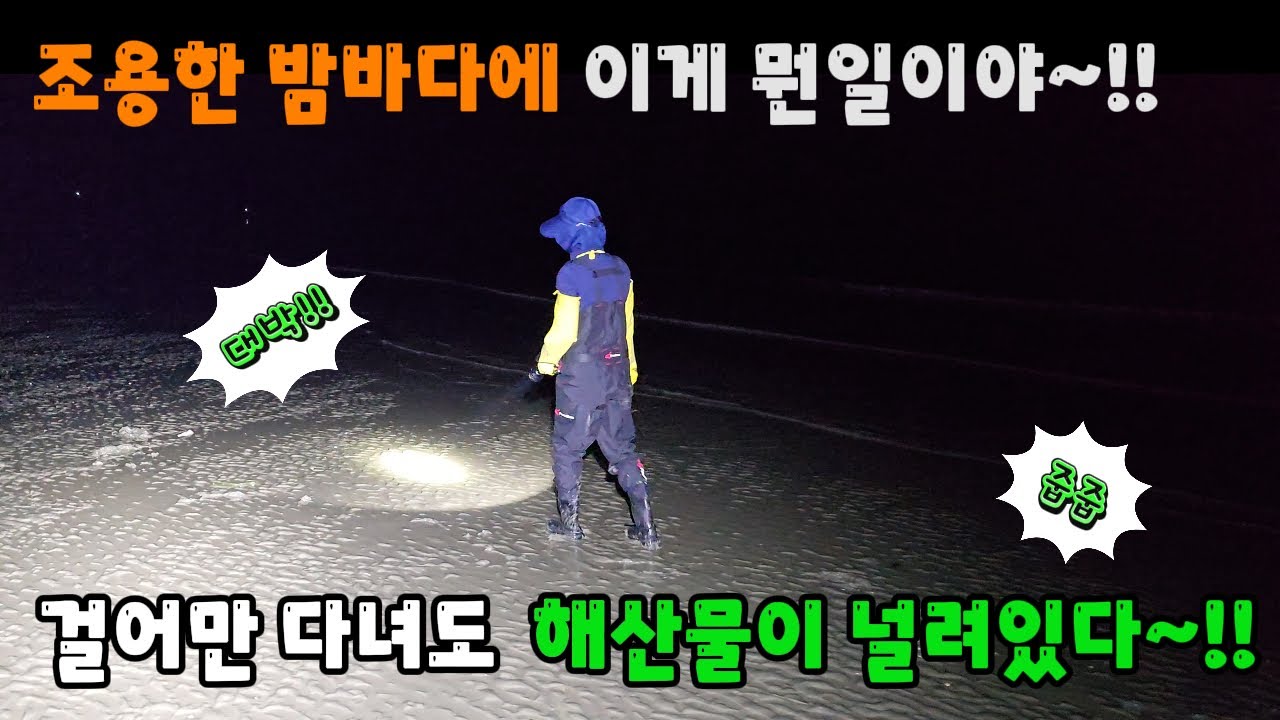 조용한 밤바다에 이게 뭔일이야~!! 걸어만 다녀도 해산물이 널려있다~!!