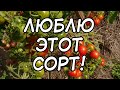 Люблю этот сорт! Томат Черри Океан