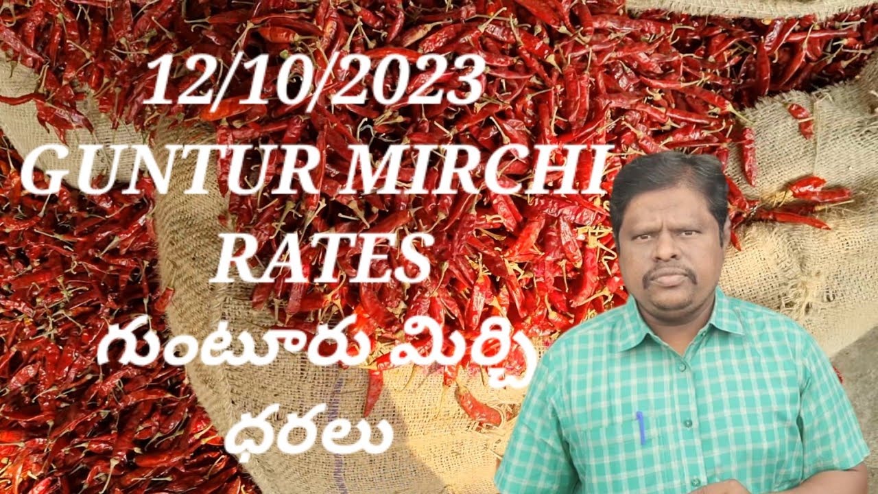 12 October 2023 GUNTUR MIRCHI MARKET RATES గుంటూరు మిర్చి మార్కెట్ ధరలు
