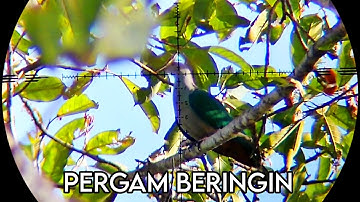 🔴LANJUT❗ BERBURU BURUNG PERGAM DAN PUNAI GUNUNG MENGGUNAKAN HUMMER X KACANG SLUG 15 GR// EKEN H9R