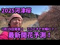 【2025河津桜】 2.21最新開花予測　　河津桜まつり　お得情報