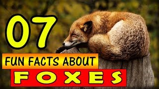7 Fun Facts about Foxes - Interesting Facts About Foxes.