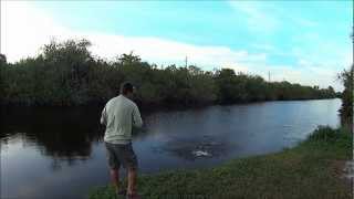 Hawg Tech And Mystery Tackle Box - December Froggin Part I