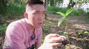 Tìm loài cây kịch độc, chỉ sau lá ngón - Mướp Sát