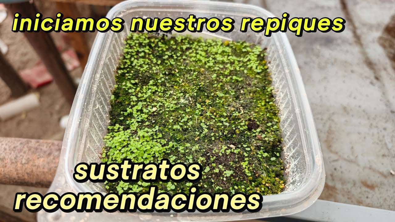 Trabajos - Repiques -Transplantes